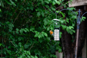 robin close up on bird feeder