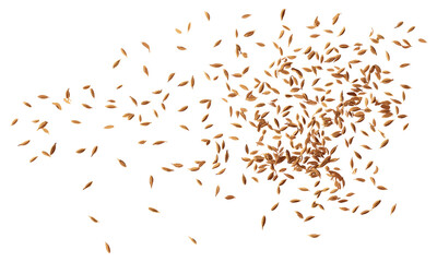 Caraway grains scattered isolated on white, cumin seeds flying, vector illustration, spices, organic seeds, cooking herbs, healthy foods, flavor enhancers, aromatic kitchen ingredients.