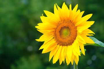 one beautiful bright yellow sunflower close up in garden, abstract natural green background. summer season, harvest time. template for design