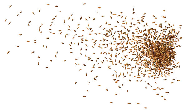 Cumin seeds flying, caraway grains scattered isolated, vector illustration, organic spices, aromatic herbs, natural ingredients, food garnish, cooking essentials, kitchen spices, healthy seasonings.