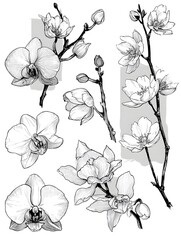 Exquisite hand-drawn illustrations of orchids and cherry blossoms perfect for elegant designs and artistic projects needing floral elements.