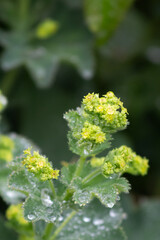 yellow flower on green background