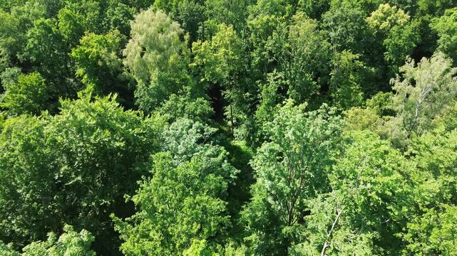 high flight over green spring or summer forest in europe