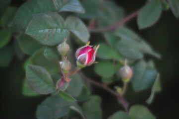Rose flower