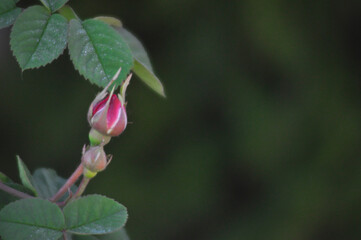 Obraz premium Rose flower
