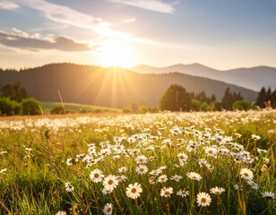 Late summer country landscape with daisies meadow and sunbeam