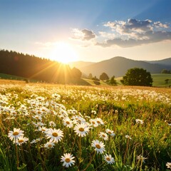 Late summer country landscape with daisies meadow and sunbeam