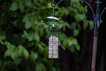 red robin on wire bird feeder