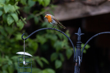 red robin sitting on top of bird feeder