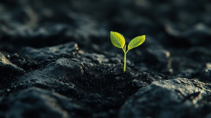 Emerging seedling in dark soil