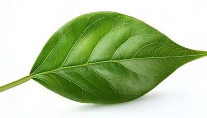 Obraz premium green leaf isolated on white background