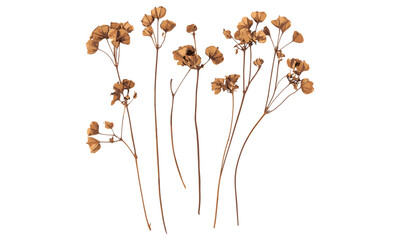 Linseed boxes isolated on white, dried flax flowers, background texture, clipping path, vector illustration, rustic decor, botanical design, nature-inspired art.