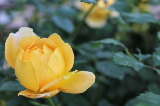 yellow rose in the garden