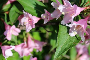 Beautiful pink flowers with green leaves bloom in the garden