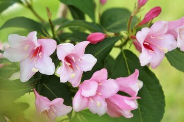 Fototapeta premium Beautiful pink flowers with green leaves bloom in the garden