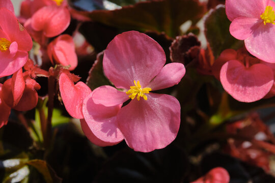Begonia rosea - The generic Latin name Begonia is given in honor of the French intendant of the colonies and navy Michel Begon