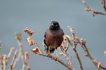 blackbird (common myna) on a branch, Delicate depiction of feathers