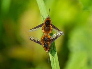 Dark-edged Bee-flies Mating on Grass Stem