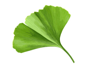 Fototapeta premium Ginkgo biloba green leaf isolated on white, top view, vector illustration, nature leaf, herbal medicine, fresh ginkgo leaf, plant leaf, botanical, sustainable, organic, green foliage.