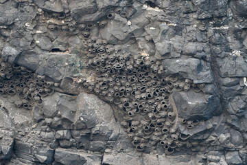  Swallow Colony Nesting in Basalt Cliff