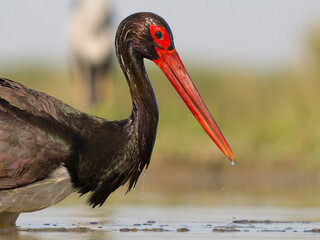 Black stork, Ciconia nigra
