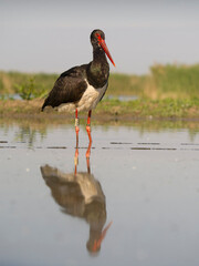 Black stork, Ciconia nigra
