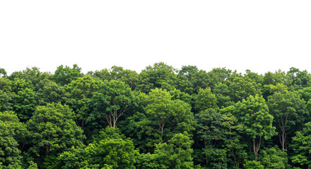 Fototapeta premium Lush Green Forest Canopy