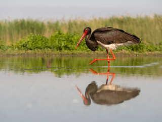 Black stork, Ciconia nigra