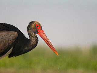 Black stork, Ciconia nigra