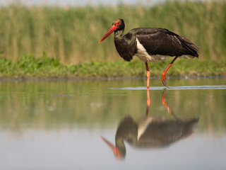 Black stork, Ciconia nigra