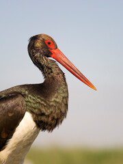 Black stork, Ciconia nigra