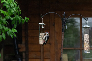 great spotted woodpecker