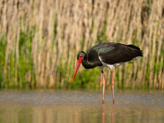 Black stork, Ciconia nigra