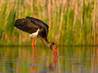 Black stork, Ciconia nigra