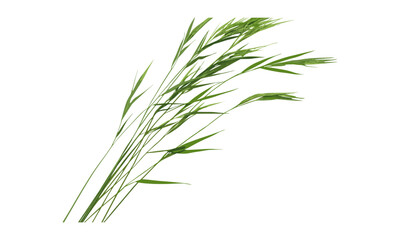 Reed isolated on white background, green grass, texture, clipping path, vector illustration, grass texture, eco design, nature art, clean background, outdoor plant, environmental design.