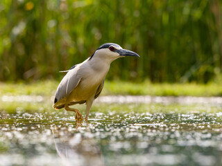 Black-crowned night heron, Nycticorax nycticorax