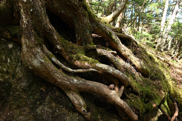 Fototapeta premium Climbing Mount Mizugaki, Yamanashi, Japan