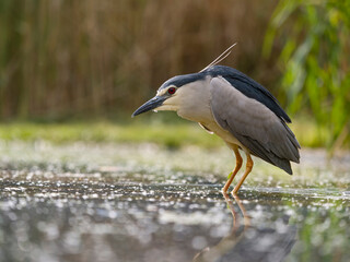 Black-crowned night heron, Nycticorax nycticorax
