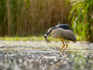 Black-crowned night heron, Nycticorax nycticorax