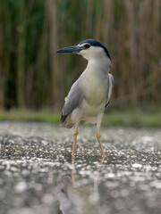 Black-crowned night heron, Nycticorax nycticorax