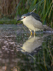 Black-crowned night heron, Nycticorax nycticorax