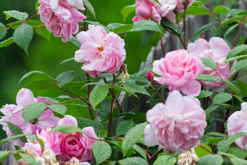 pink rose bush in garden with rain droplets