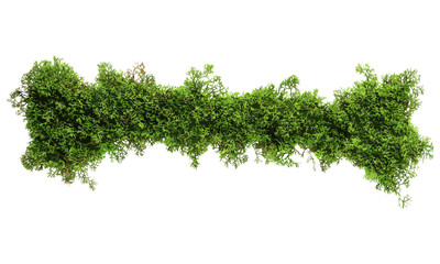 Green moss frame top view, isolated on white background, vector illustration, botanical art, nature decor, moss texture, organic pattern, plant border, environmental design. © aura studio