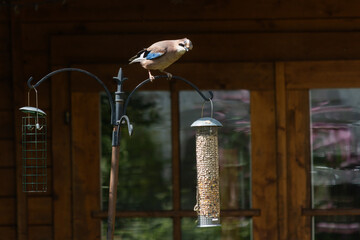 Jay bird on bird feeder in garden