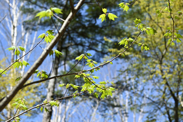Climbing Mount Mizugaki, Yamanashi, Japan