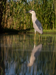 Black-crowned night heron, Nycticorax nycticorax