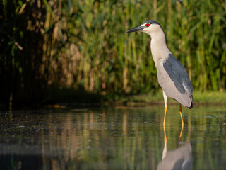 Black-crowned night heron, Nycticorax nycticorax