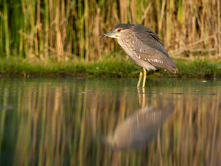 Black-crowned night heron, Nycticorax nycticorax