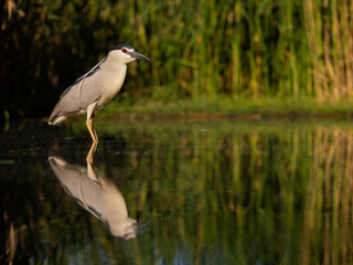 Black-crowned night heron, Nycticorax nycticorax