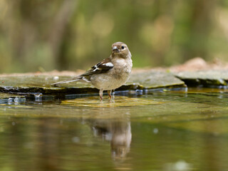Chaffinch, Fringilla coelebs